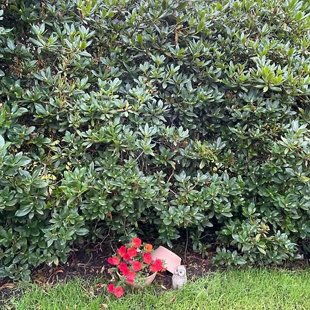 Hassel 1 Holiday home Wiefelstede